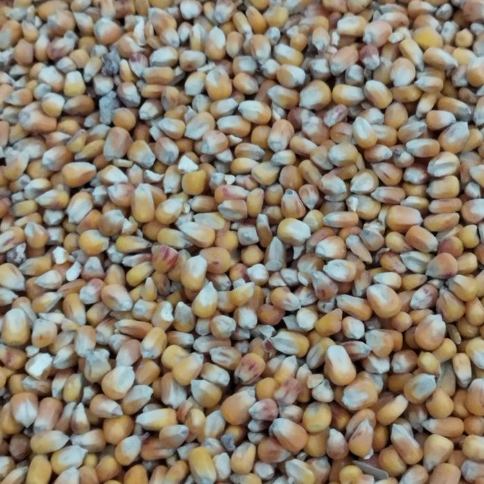 Kukurydza sucha  100