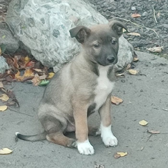 Цуценята в добрі руки (Бердичів і Житомир)