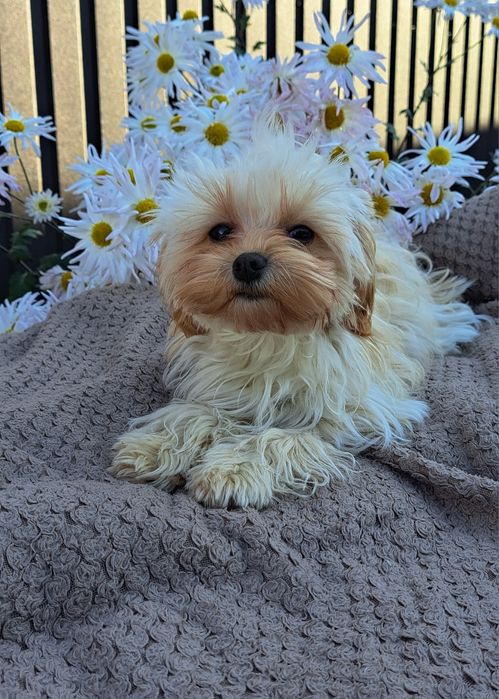 Мальтіпу дівчинка