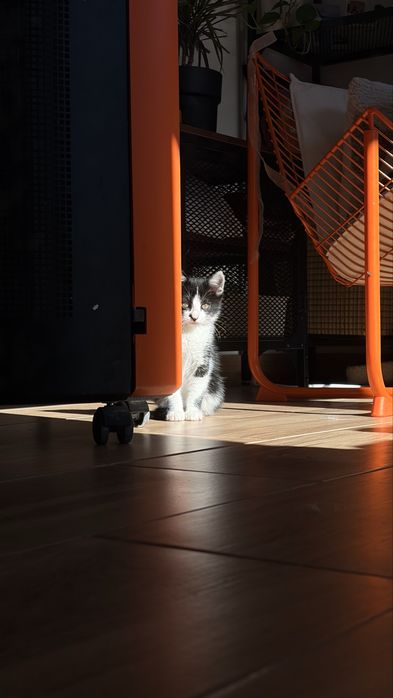 Gatinho Macho para adoção