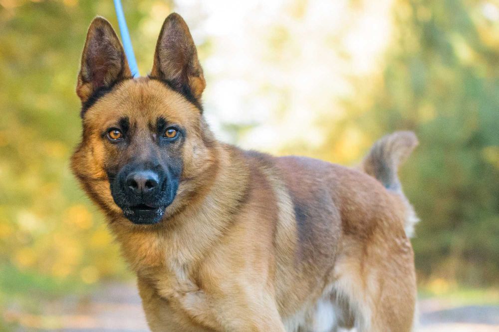 PAKER - wymagający kawaler w typie ON pomieszany z Malinois