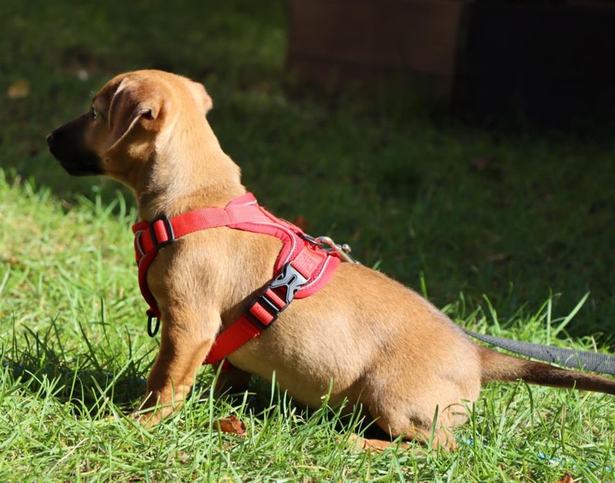 Wenus nadal szuka domku