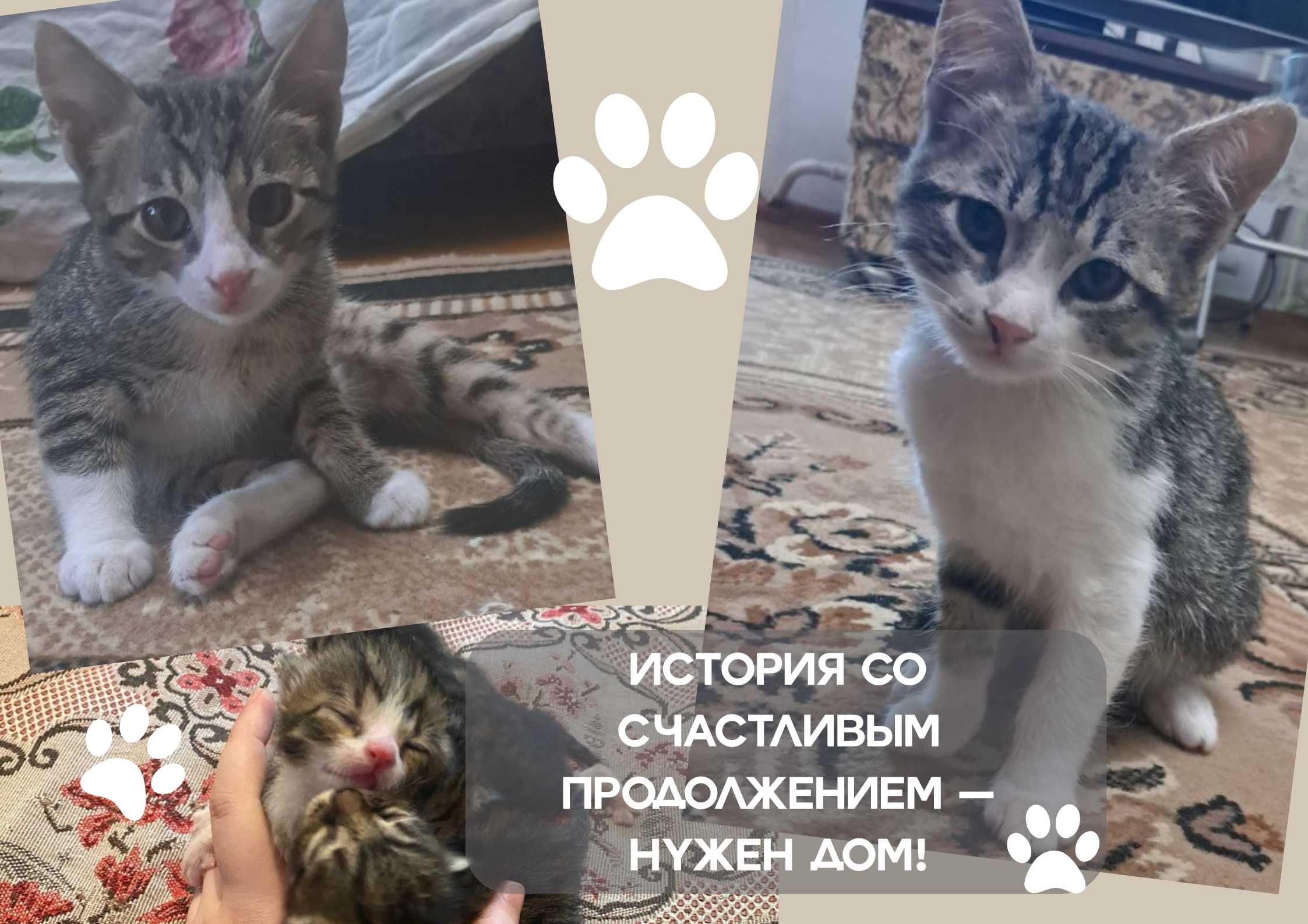 Котята ищут самый любящий дом