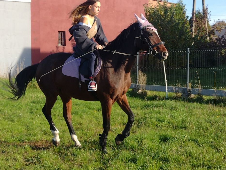 Klacz do rekreacji