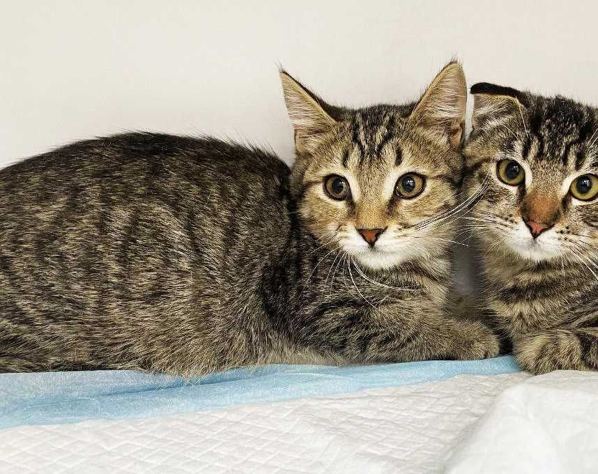 Крошечное сердечко ищет дом! Котенок Кен 4  мес