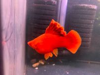 Mieczyk Cauliflower Sabertail Albino