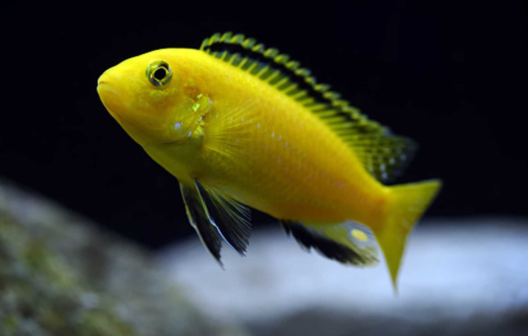 Labidochromis caeruleus yellow - dowóz, wysyłka