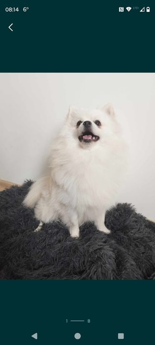 Reproduktor .Szpic (Pomeranian)
