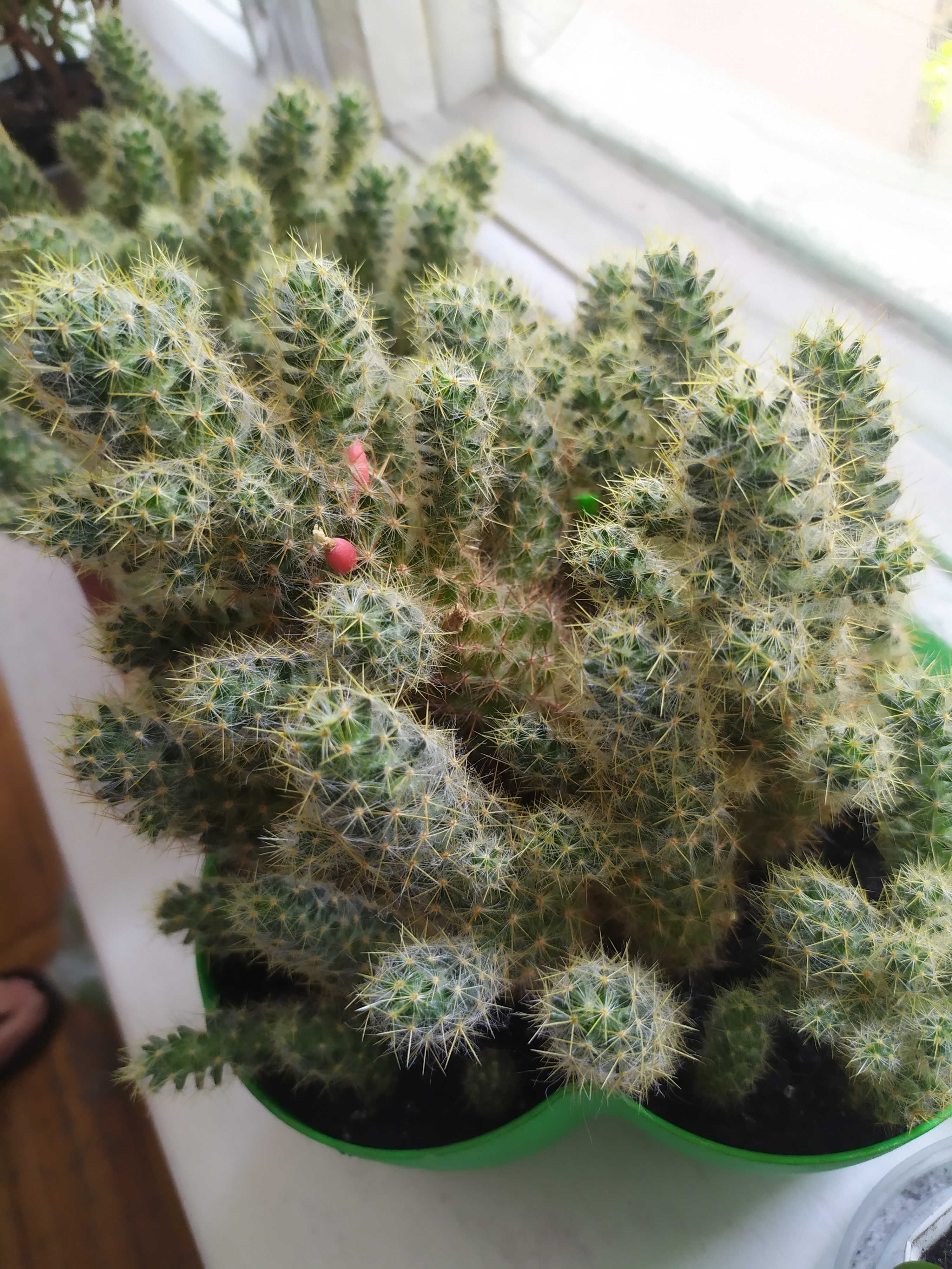 Мамілярія Проліфера Mammillaria prolifera