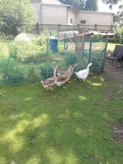 Sprzedam Gęsi Garbonose
