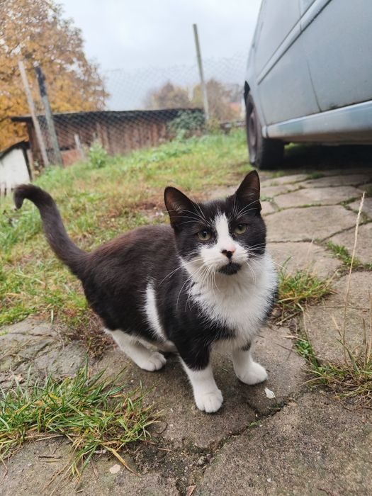 Podwórkowe kociaki szukają domu na zime