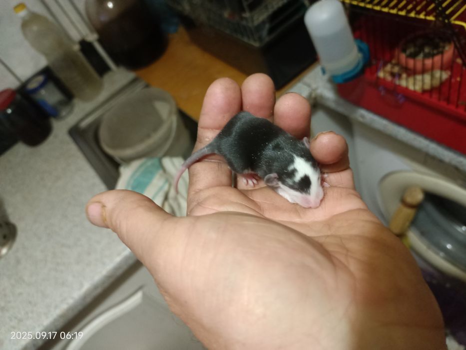 криски ручні Дамбо