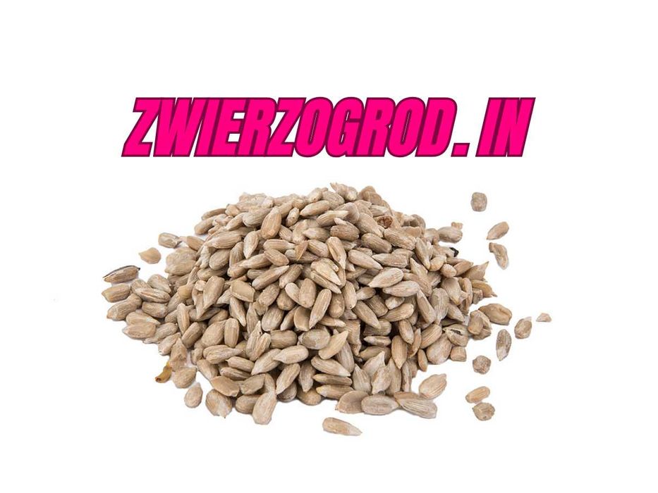 Słonecznik łuskany -1 kg- gołąb kura dzikie ptaki** zwierzogrod.in **