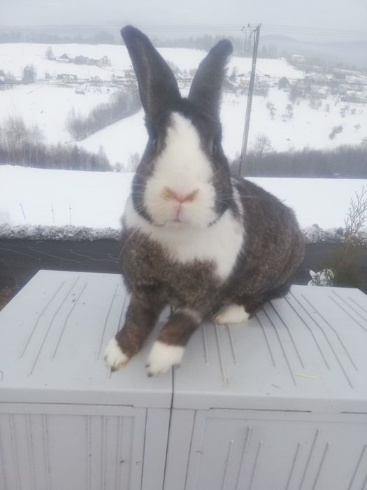 Sprzedam samiczke holenderska z 8 młodymi