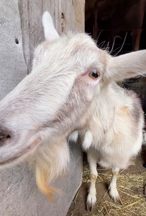 Продається коза. 3 роки.