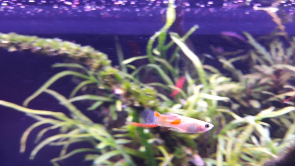 Gupiki endlera red spot albino - gold