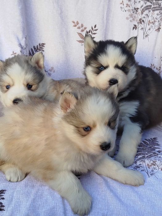 Siberian Husky suczka tel.-5.7.5.3.0.2.0.3.9.