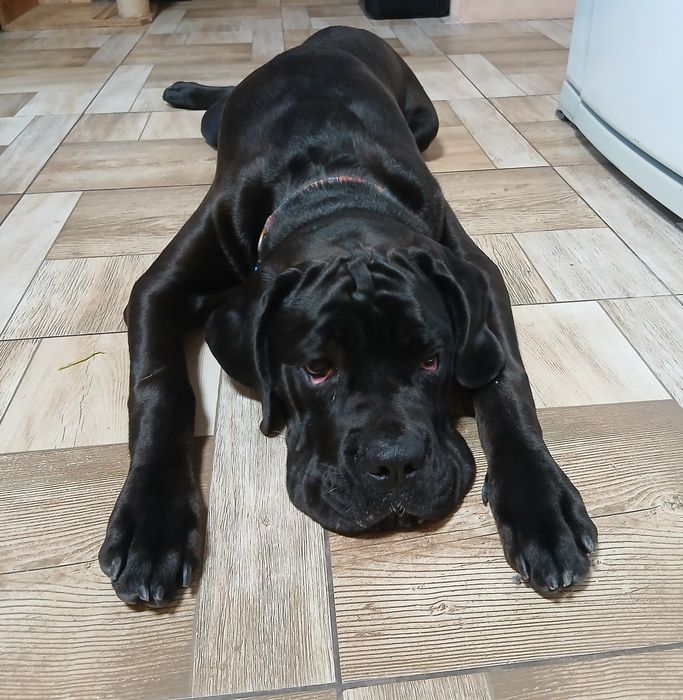 Кане-корсо 7 месяцев, КСУ, девочка