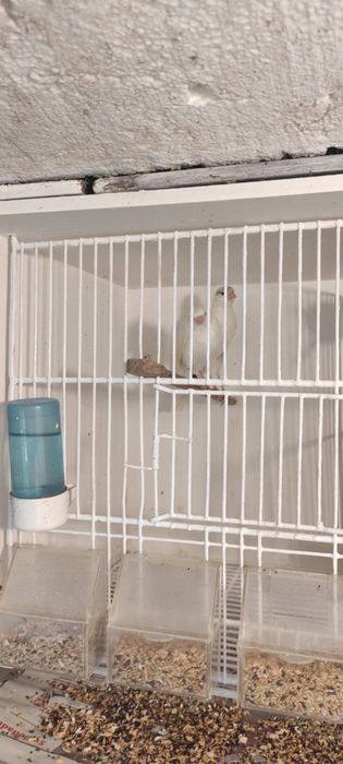 Canários várias raças