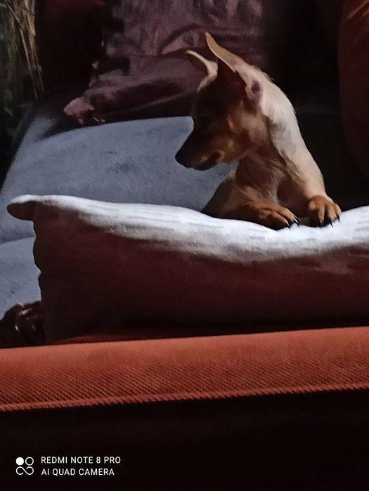 Pinczer miniaturowy xxs Szczeniak, Piesek