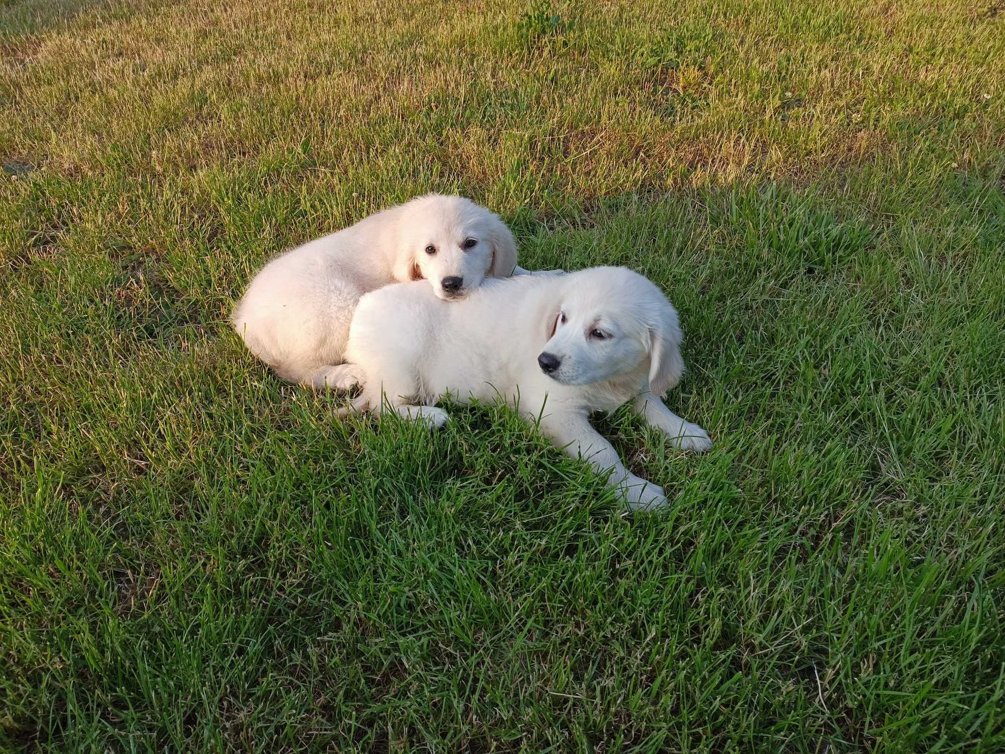 Golden retriever gotowe do odbioru