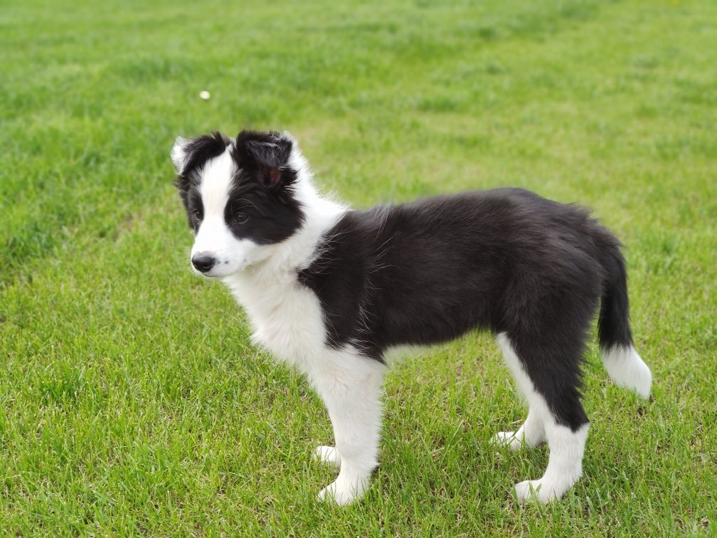 Szczenię - suczka Border Collie ZKwP/ FCI. Gotowa do odbioru.