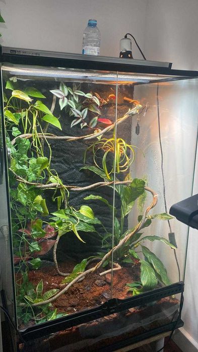 Terrário (Terrario para réptil como camaleão)