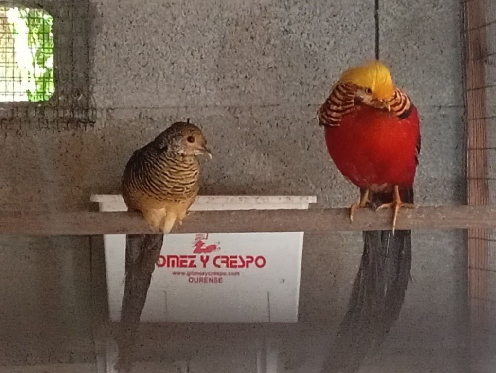 Casais ou trio de Faisões