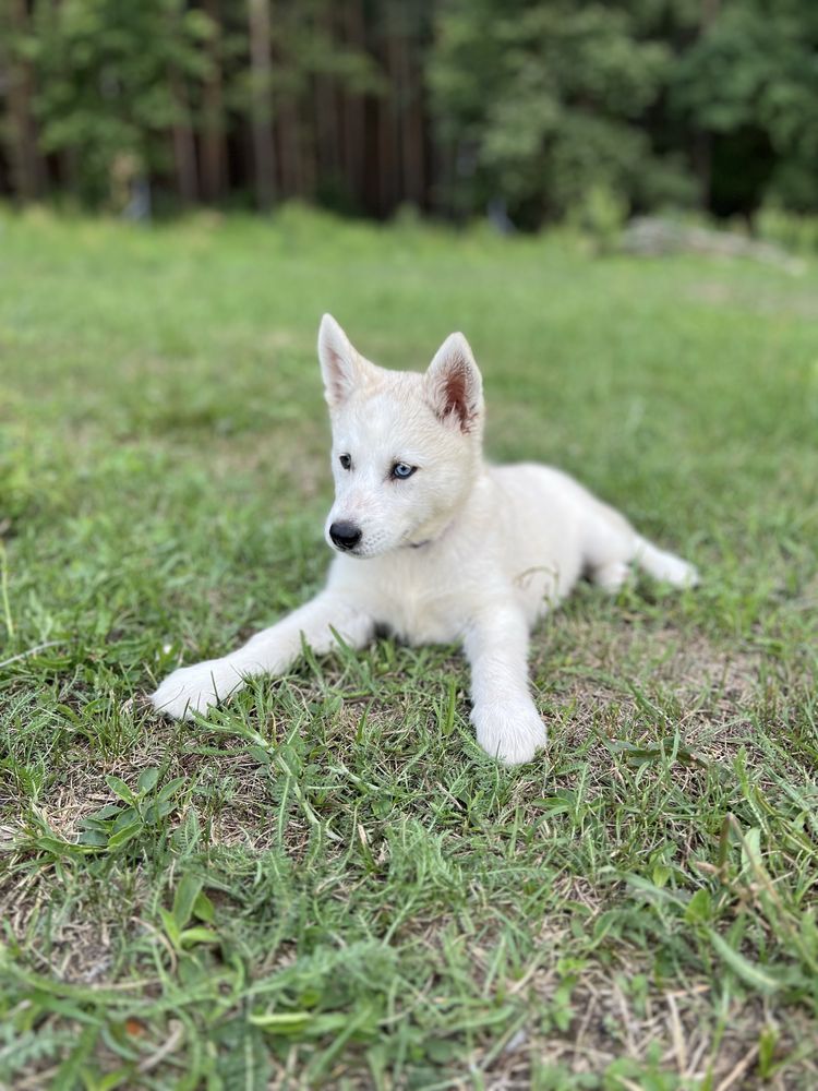 REZERWACJA Husky Siberian/Syberian