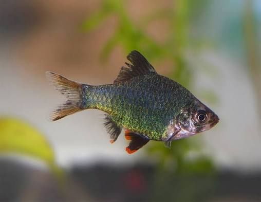 Brzanka  zielona