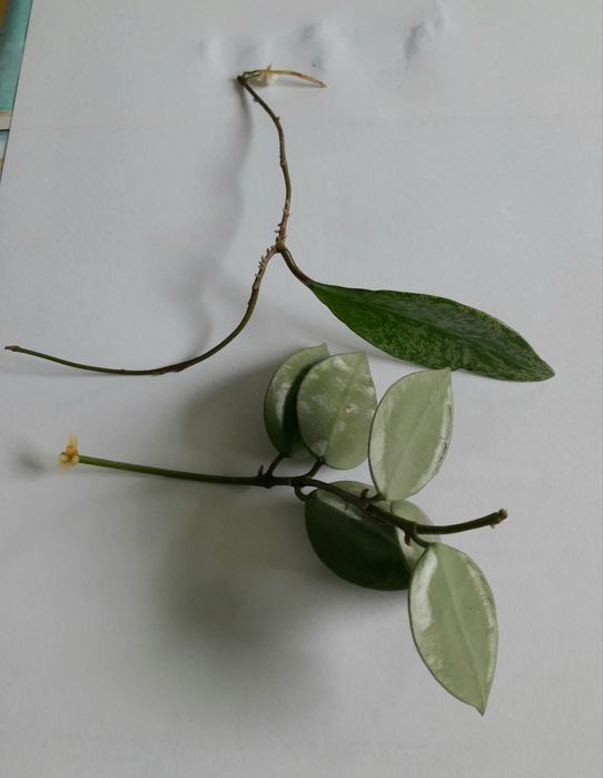 Zestaw: Hoya Krohniana Eskimo i Hoya Pubicalyx Silver Splash