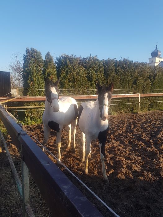 Para źrebiąt - ogierki, ogier