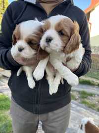 Piękny Piesek Cavalier Blenheim Rodowód,Chip,Książeczka,Wyprawka!!