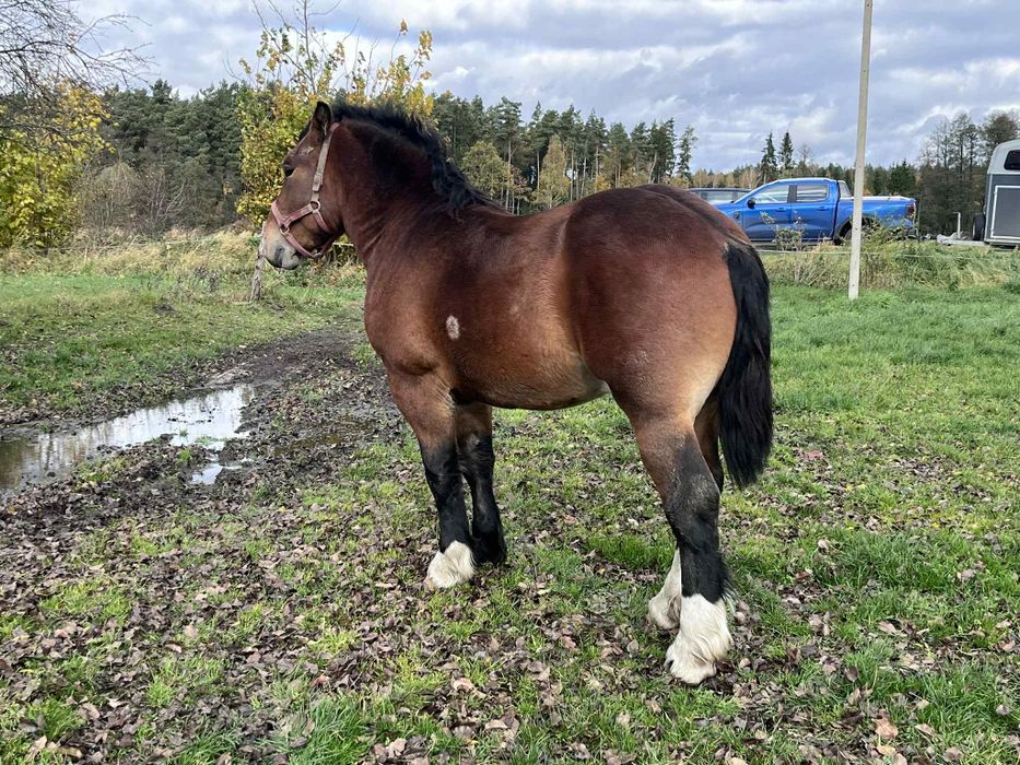 Roczne ogierki zimnokrwiste po Apollon de Mairy!