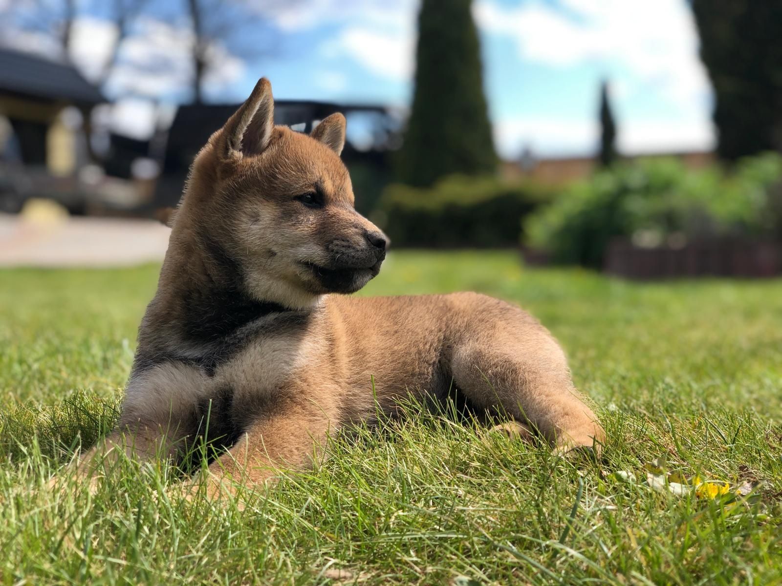 Shiba Inu Sezamowy Piesek FCI