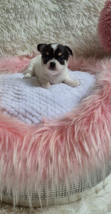 Piękna dziewczyna chihuahua krótkowłosa - domowa hodowla