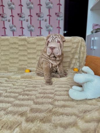 Piękna liliowa sunia Shar-pei