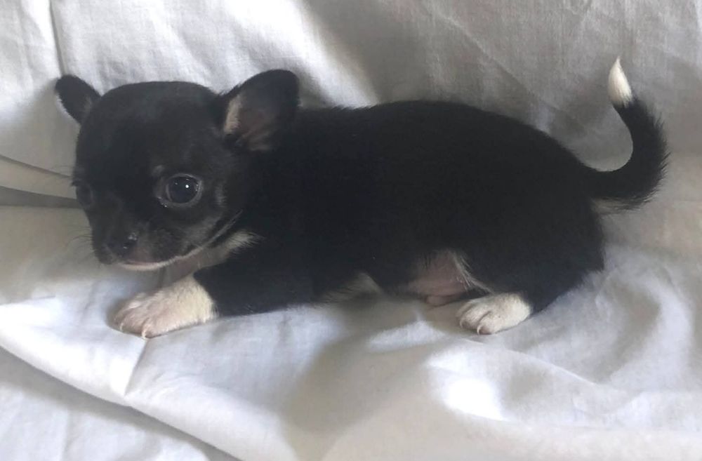 Chihuahua Macho Maravilhoso
