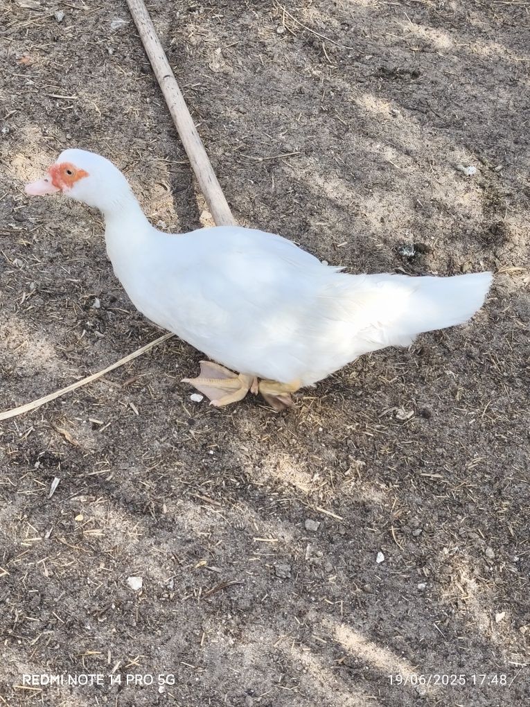 Patos adultos caseiros