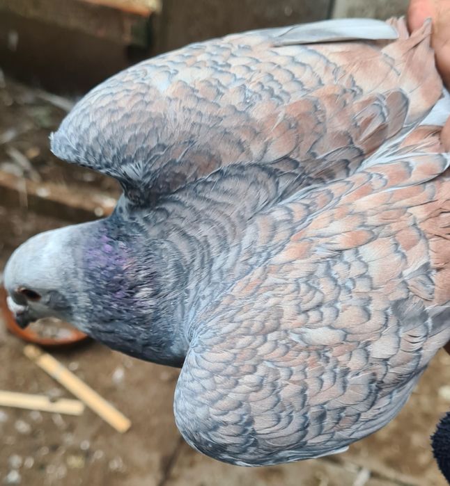 Gołębie pocztowe rubella reduced opal