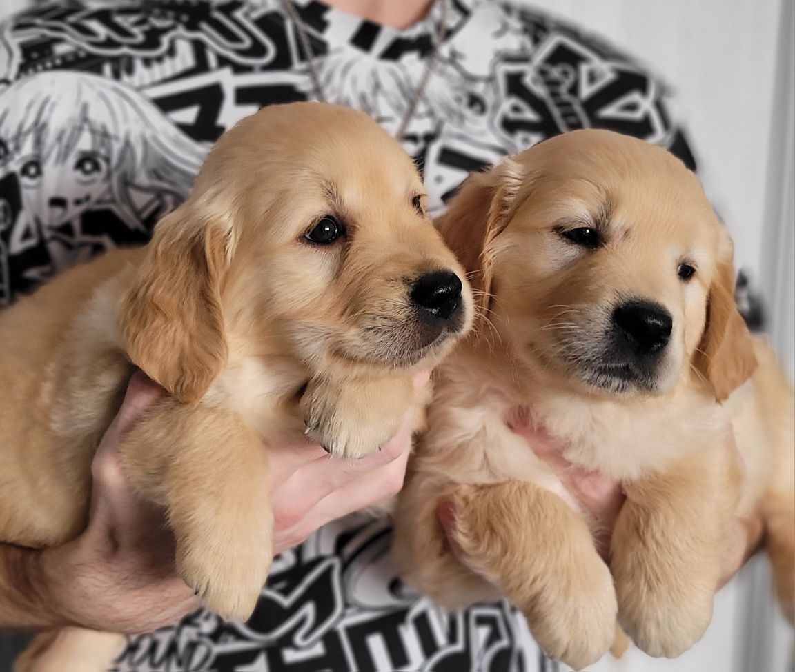 Golden Retriever Super Maluszek