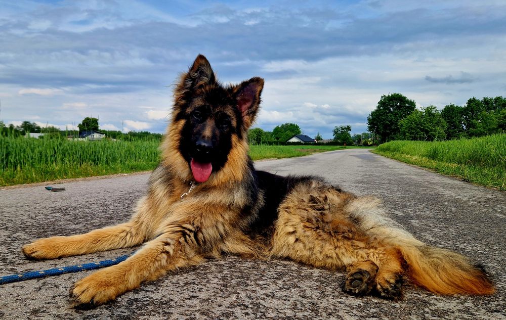 Owczarek Niemiecki Długowłosy - Piesek.