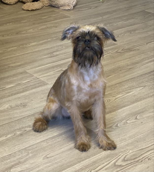 Брюсельський гриффон