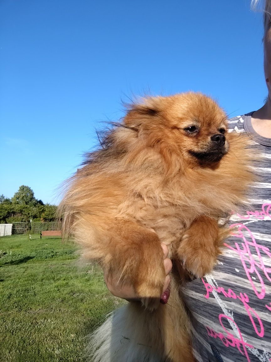 Szpic miniaturowy pomeranian