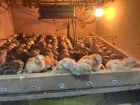 Codornizes recem nascidas e adultas