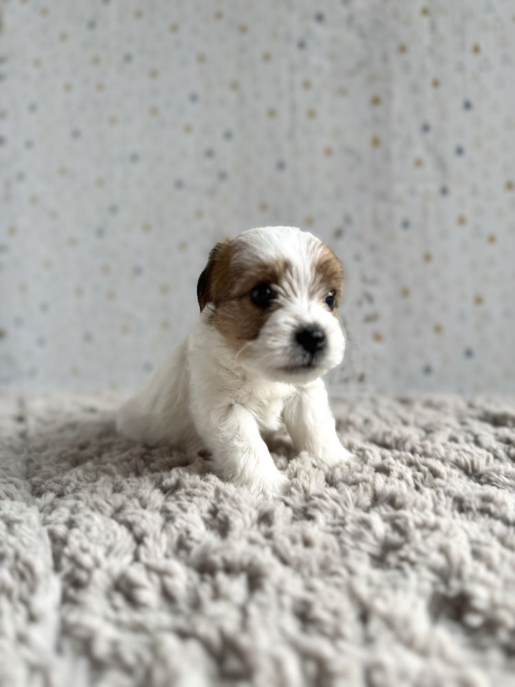 Jack Russell Terrier- szorstkowłosa sunia z rodowodem ZKwP