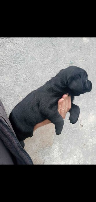 Labradora prete menina