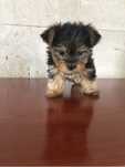 Yorkshire terrier