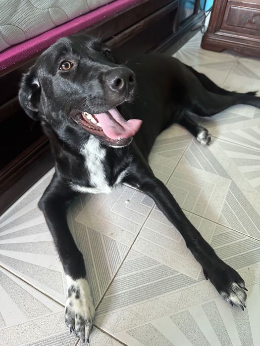 Adoção de animal