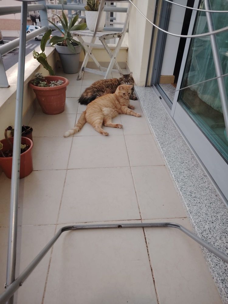 Casal de gatinhos